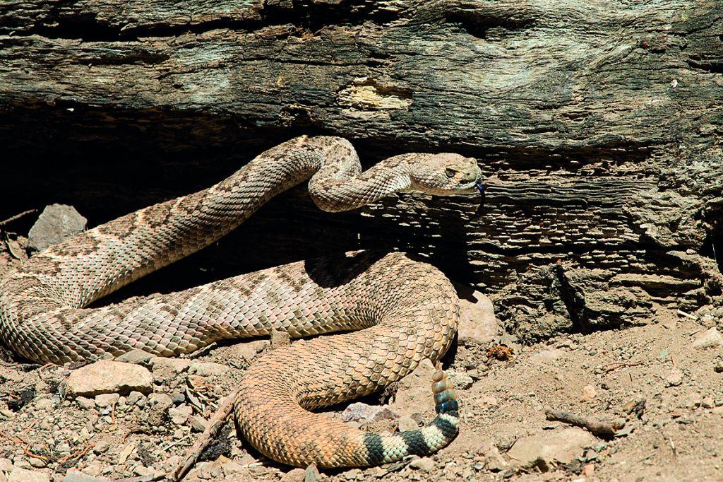 Τον δάγκωσε κομμένο κεφάλι φιδιού