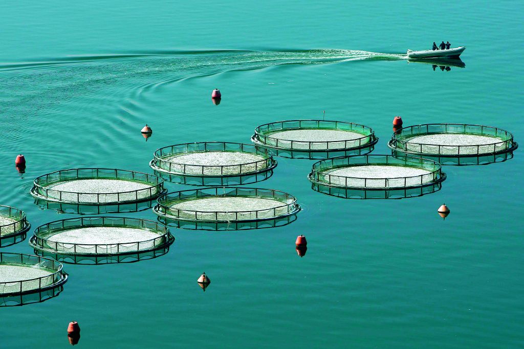 Σε βαριά βιομηχανία εξελίσσονται οι ελληνικές ιχθυοκαλλιέργειες