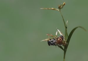 Οι μέλισσες μπορούν να κατανοήσουν το μηδέν