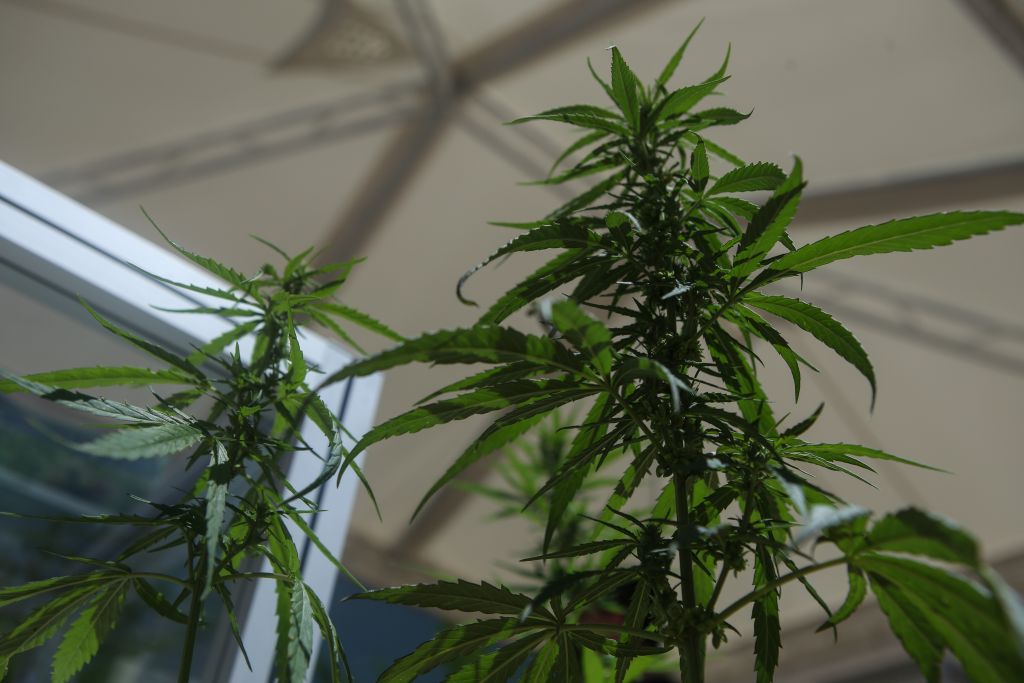 Eργαστήριο υδροπονικής καλλιέργειας δενδρυλλίων κάνναβης σε διαμέρισμα