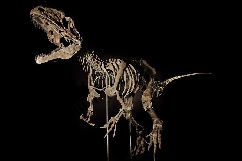 Μυστηριώδης σκελετός διενοσαύρου πουλήθηκε 2,3 εκατ. δολ. σε δημοπρασία