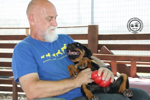 Η αλήθεια για τη «δαιμονοποίηση» της ράτσας των πίτμπουλ