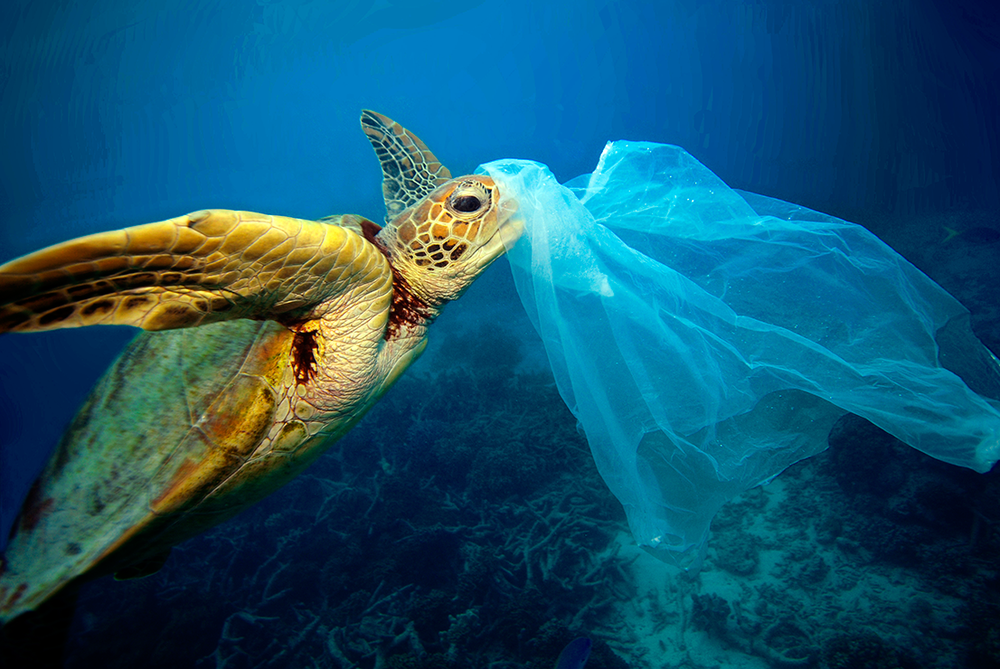 Προστατευόμενο είδος θαλάσσιας χελώνας θύμα των πλαστικών