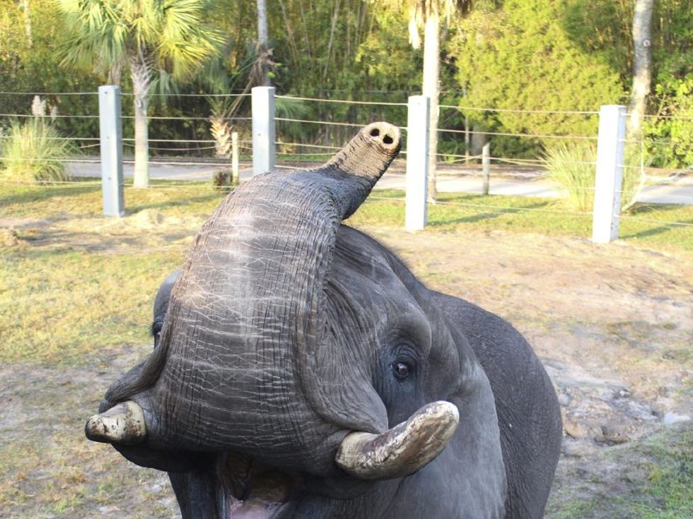 Ο ελέφαντας του Μάικλ Τζάκσον αποφάσισε να δραπετεύσει για μια βόλτα