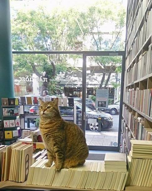 Βιβλιοπωλείο Πλειάδες, Σπύρου Μερκούρη 62