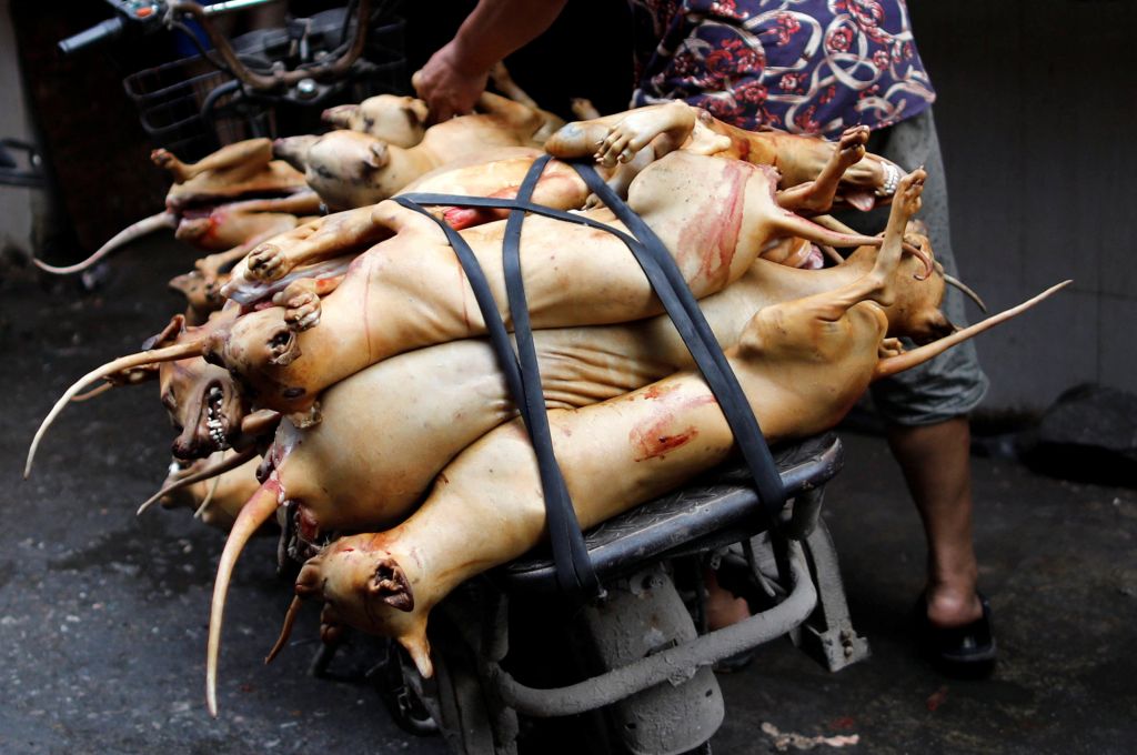 Ν. Κορέα: Απαγόρευση της σφαγής σκύλων για το κρέας τους