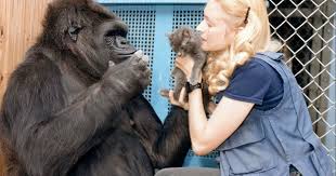 Πέθανε η Κόκο, ο γορίλας που επικοινωνούσε με τη νοηματική γλώσσα