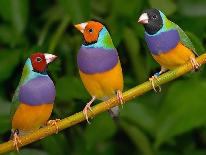Εξωτικά, απειλούμενα με εξαφάνιση πουλιά, βρίσκουν καταφύγιο σε βρετανικό ζωολογικό κήπο