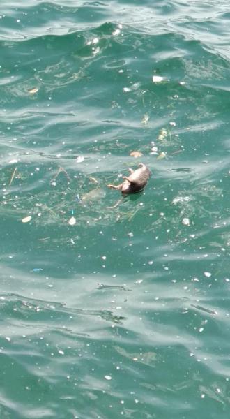 Νεκρά ποντίκια επέπλεαν στον Θερμαϊκό