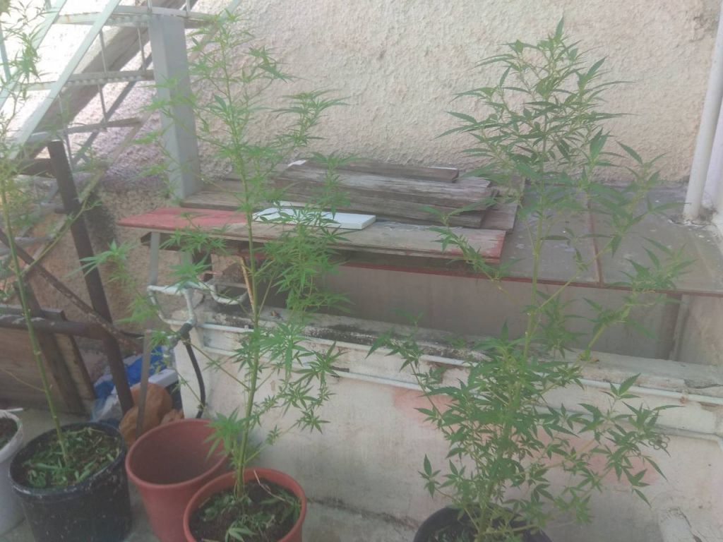Δύο συλλήψεις στο Αιγάλεω για καλλιέργεια δενδρυλλίων κάνναβης
