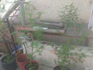 Δύο συλλήψεις στο Αιγάλεω για καλλιέργεια δενδρυλλίων κάνναβης