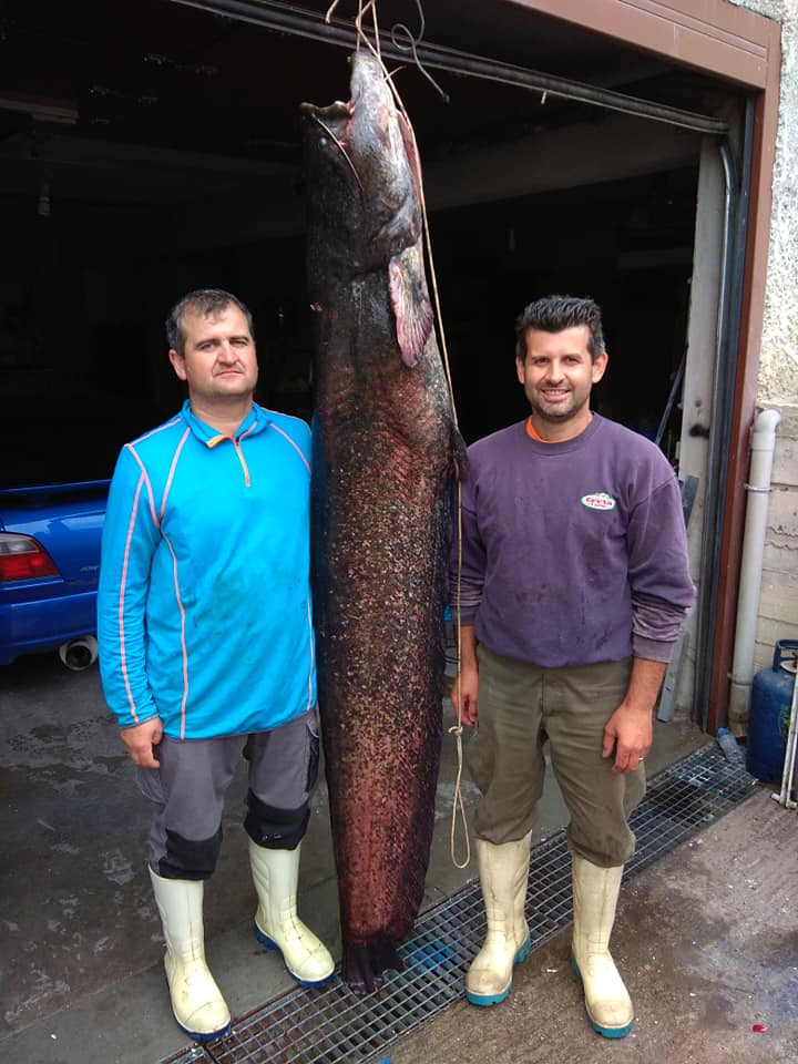 Εβγαλαν ψάρι 84 κιλών στη λίμνη Πολυφύτου στην Κοζάνη