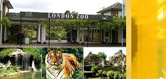 Με γρανίτες δρόσισαν τους γορίλες του Ζωολογικού Κήπου του Λονδίνου