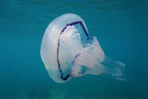 Η θάλασσα εκπέμπει SOS!