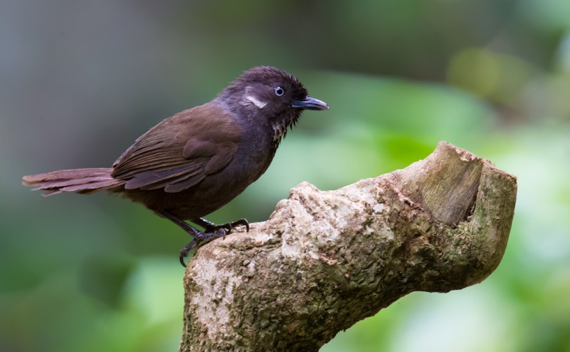 Σπάνια πουλιά έφεραν την ευημερία στο Νονγκάνγκ στη Νότια Κίνα