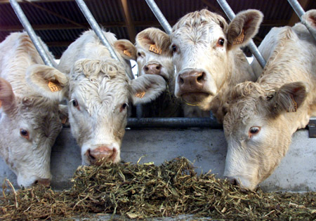 Εβρος: Προληπτικά μέτρα μετά από κρούσμα οζώδους δερματίτιδας στην Τουρκία