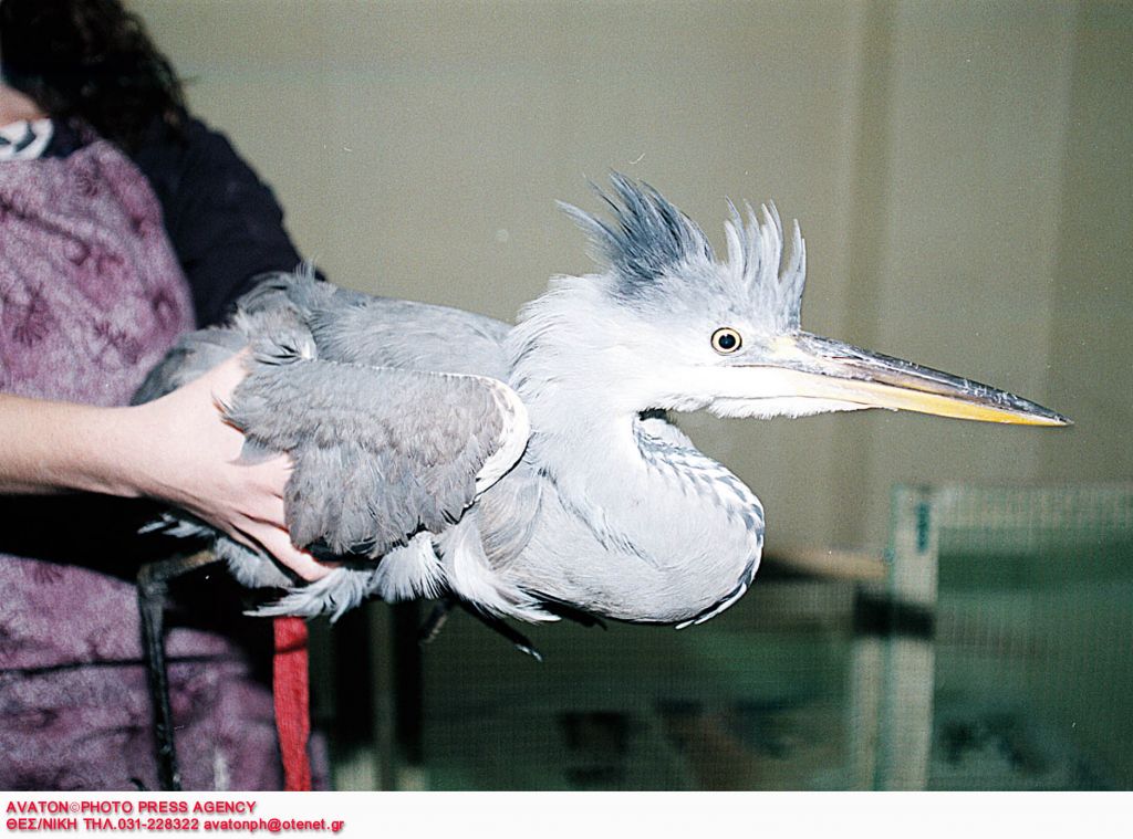 «Φρένο» στη λειτουργία του Κέντρου περίθαλψης άγριων ζώων στο δήμο Δέλτα