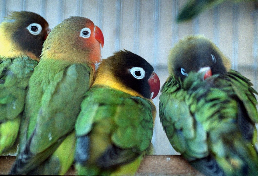 Πύθωνες, έναν βόα και χιλιάδες πουλιά κατάσχεσε η Interpol