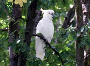 Τι αποκαλύπτει ο παπαγάλος ενός ιταλικού χειρόγραφου του 13ου αιώνα