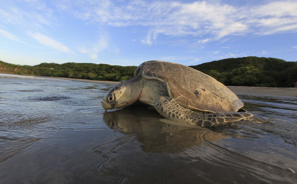 Αυστραλία: Γιγάντια χελώνα επέστρεψε στο περιβάλλον της μετά από τραυματισμό