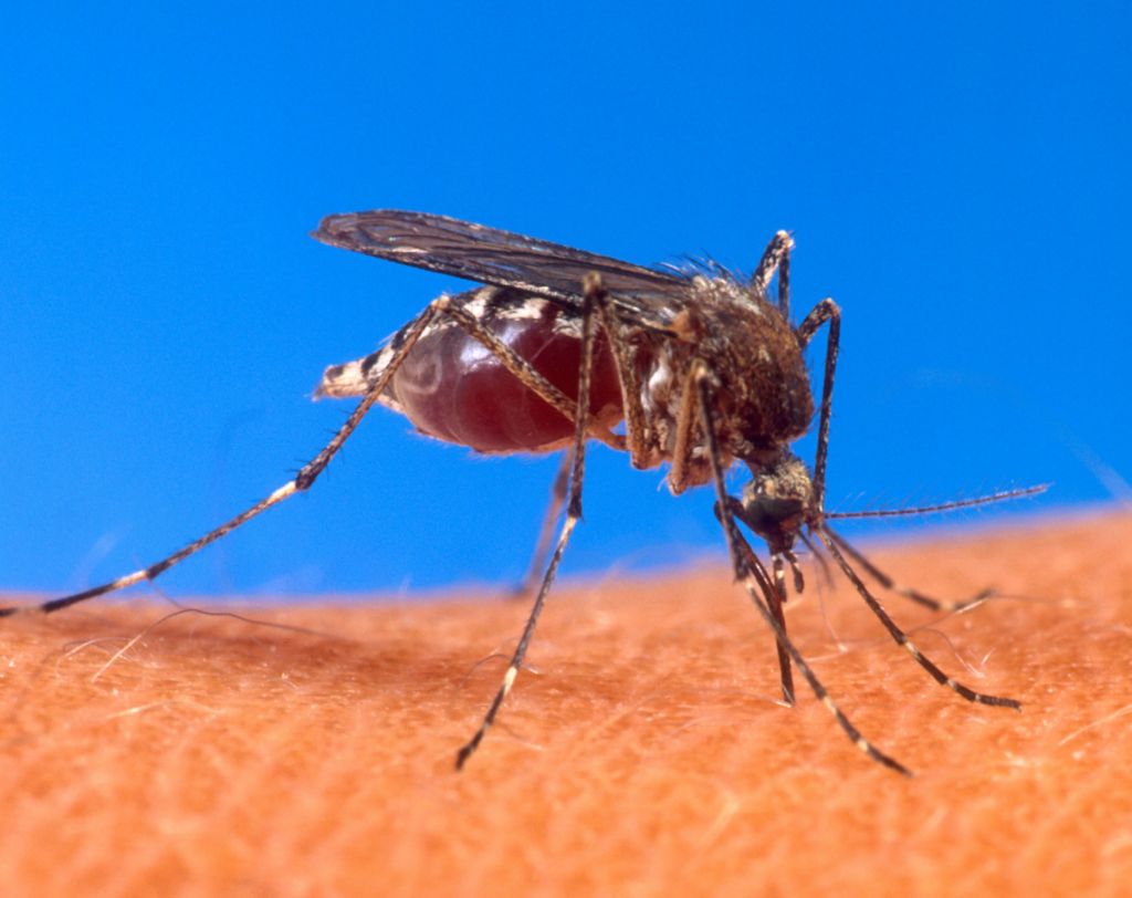 Ψεκασμοί σε ρέματα της Αθήνας για την καταπολέμηση των κουνουπιών