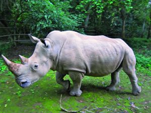 Ελπίδες να σωθεί το είδος του λευκού ρινόκερου
