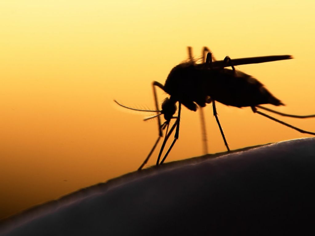 Κίνα: Εφαρμογή στο κινητό προειδοποιεί για την παρουσία… κουνουπιών