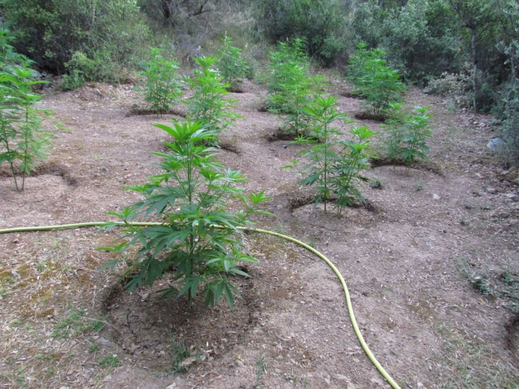 Φθιώτιδα: Οργάνωση καλλιεργούσε και διακινούσε χασίς σε Ελλάδα και Βέλγιο