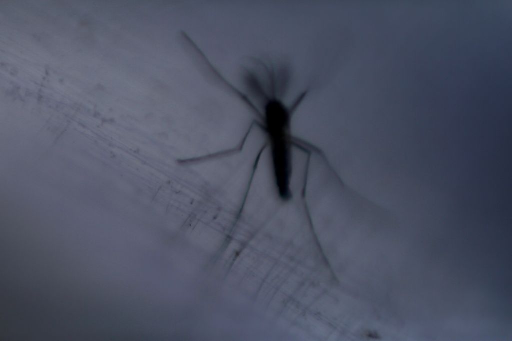 Γιατί τα κουνούπια επιλέγουν να τσιμπάνε πάντα εσένα;