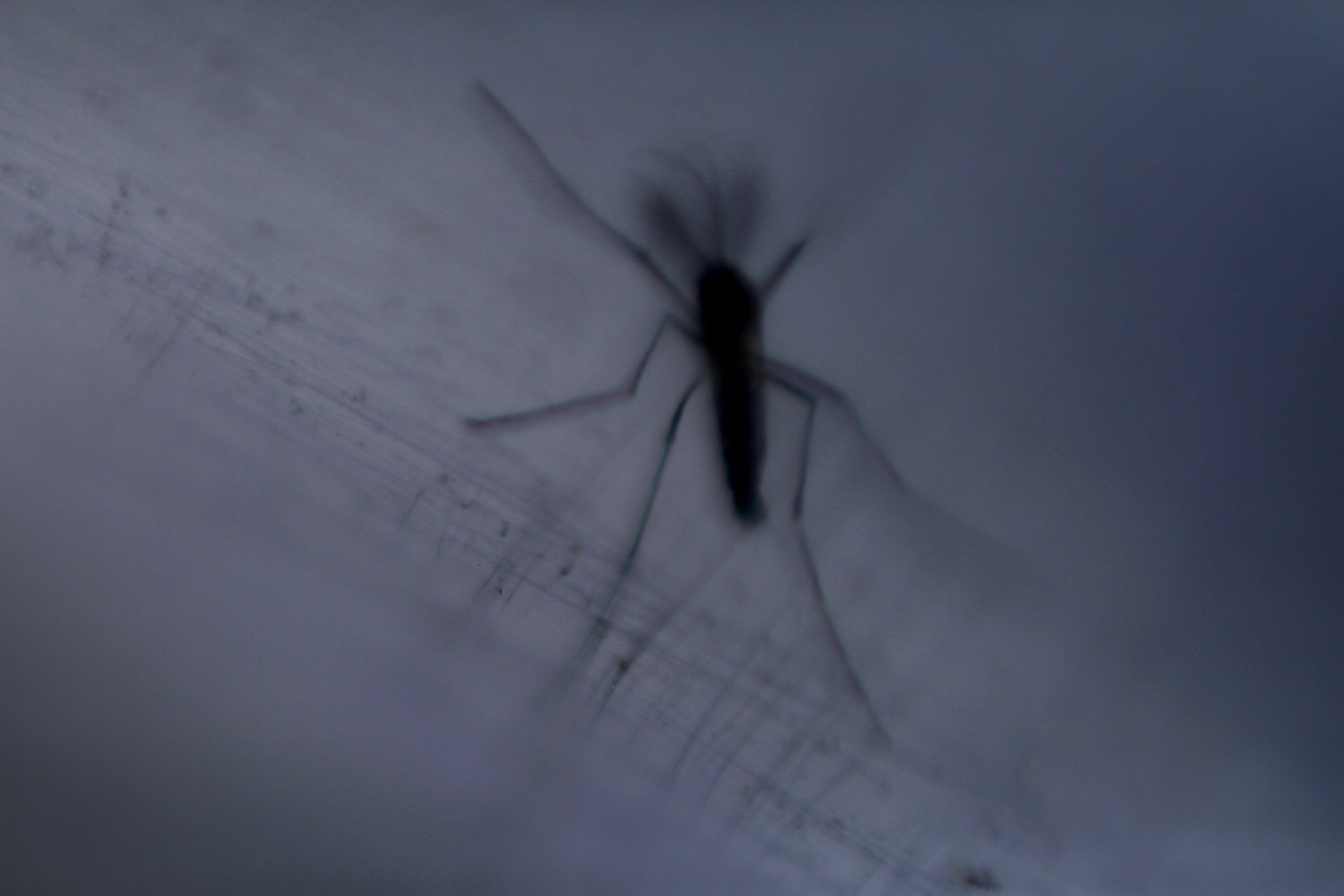 Δύο νέα κρούσματα του ιού του Δυτικού Νείλου στη Θεσσαλονίκη