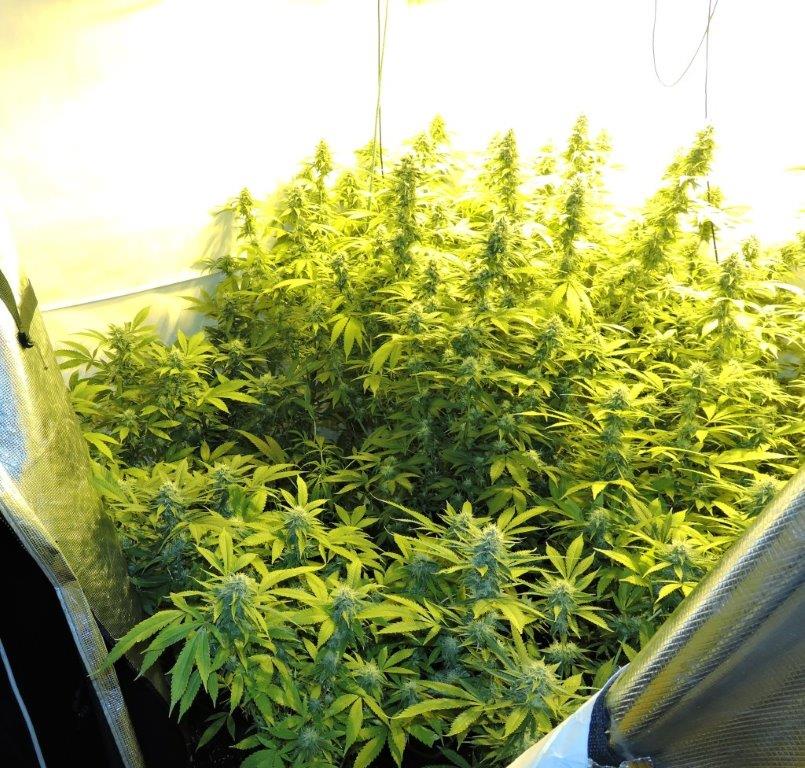 Φυτεία με 68 δενδρύλλια κάνναβης εντόπισε η ΕΛ.ΑΣ στα Τρίκαλα