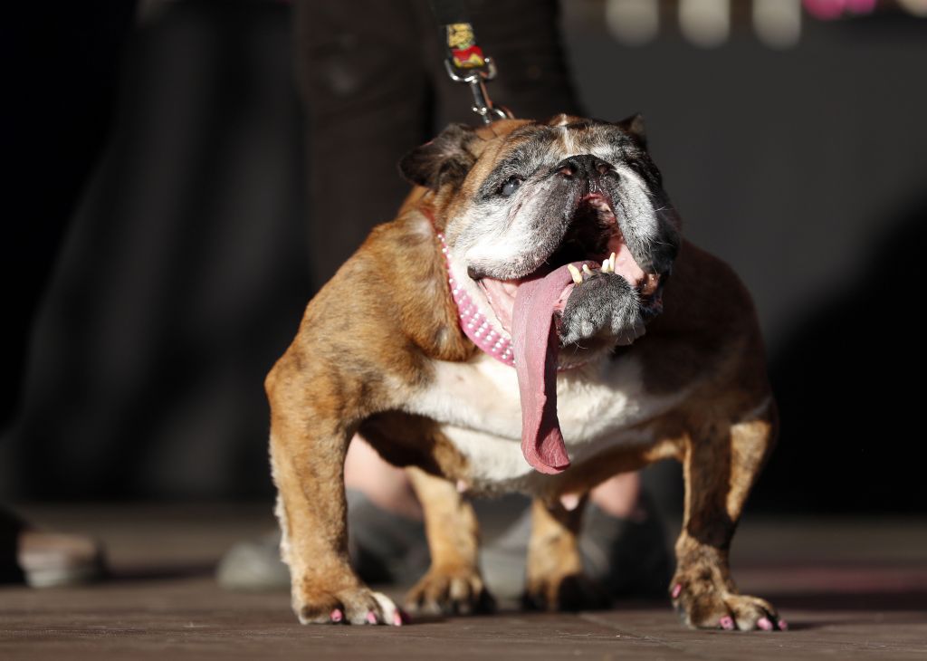 ΗΠΑ: Πέθανε η Ζα-Ζα, το ασχημότερο σκυλί στον κόσμο
