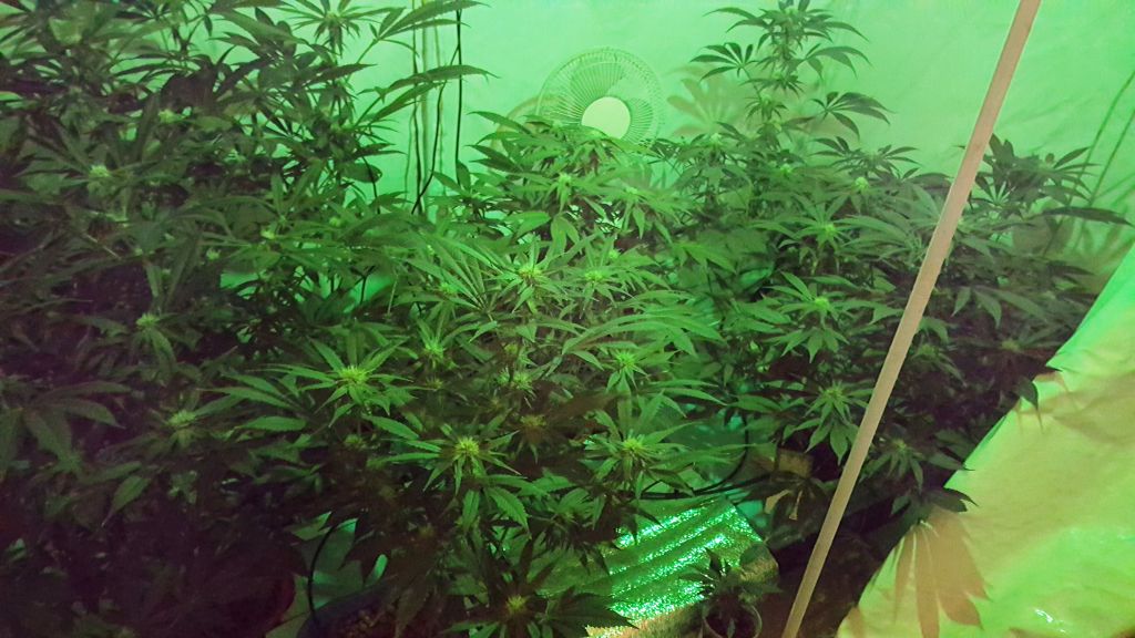 Φθιώτιδα: Εντοπίστηκαν φυτείες με πάνω από 1.000 δενδρύλια κάνναβης