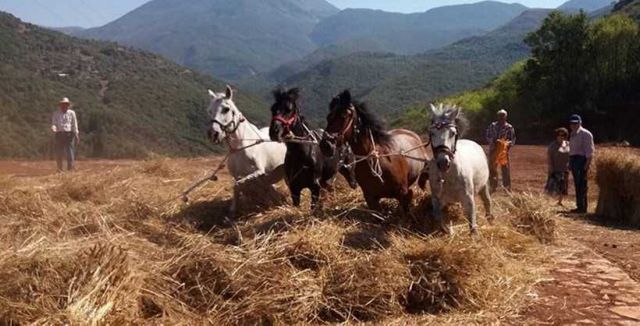 Το παραδοσιακό αλώνισμα με άλογα αναβιώνει με διήμερο εκδηλώσεων στην Καρύταινα