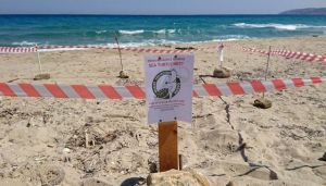 Νάξος: Γεννητούρια στην παραλία του Αμίτη
