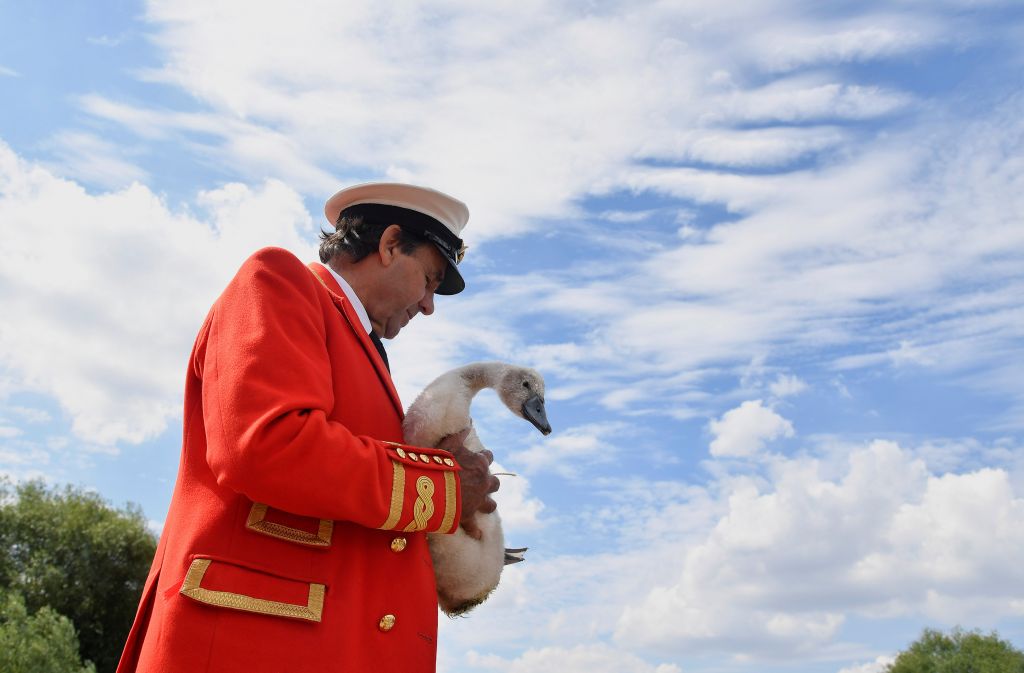 Βρετανία: Σε εξέλιξη η ετήσια καταμέτρηση των κύκνων της βασίλισσας