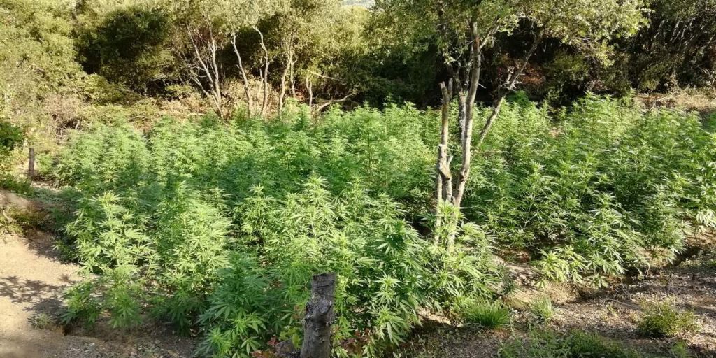 Ρέθυμνο: Εντοπίστηκαν τέσσερις φυτείες με 165 δενδρύλλια κάνναβης