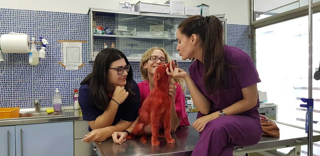 Υιοθετήθηκε η Σκάρλετ, το σκυλάκι που είχε βρεθεί βαμμένο με κόκκινη μπογιά