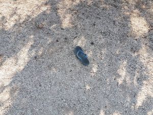 «Εδώ μυρίζει θάνατο» – Οδοιπορικό στο οικόπεδο που κάηκαν 26 πολίτες