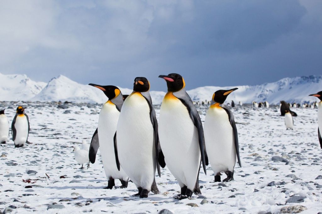 Μειώνεται δραματικά ο αριθμός των βασιλικών πιγκουίνων