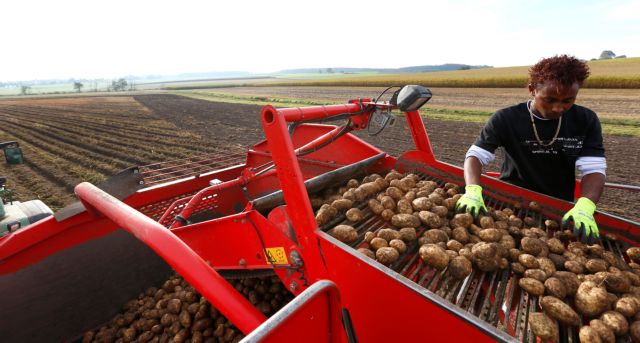 Η μεγάλη της πατάτας κρίση