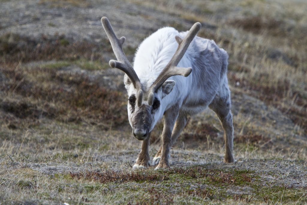 Νορβηγία: Οι τάρανδοι αναζητούν δροσιά στις σήραγγες