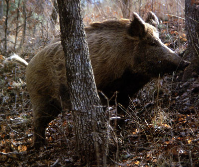 Σε απόγνωση οι αγρότες της Φθιώτιδας λόγω των αγριογούρουνων