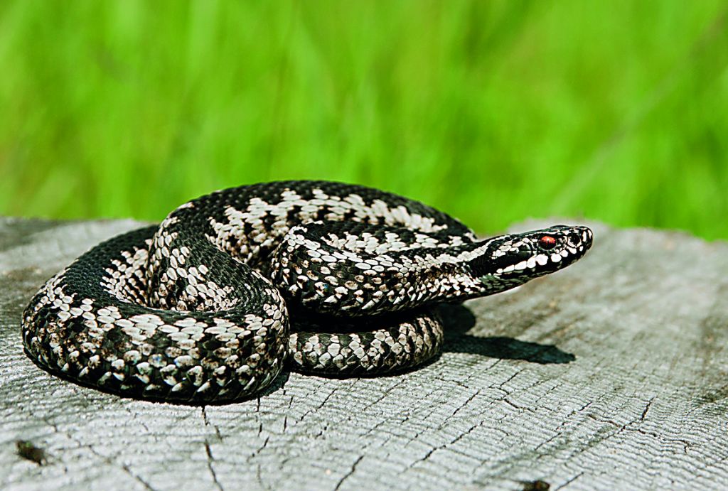 Οχιά δάγκωσε 19 μηνών βρέφος στην αυλή του σπιτιού του