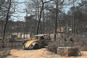 Θωρακίζουν με χαρουπιές Μάτι και Νέο Βουτζά