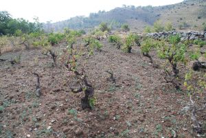 Κρητική «μάχη» αγροτών με κτηνοτρόφους