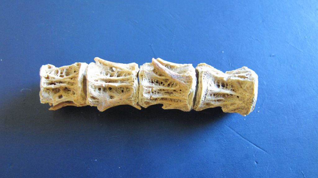 Καλοφαγάδες οι αρχαίοι Ελληνες με προτίμηση στα ακριβά ψάρια