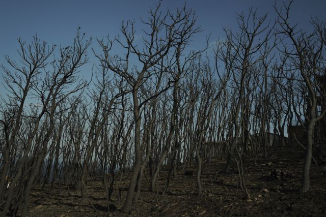Πυρκαγιές : Το ρετσίνι των δέντρων λειτούργησε σαν πετρέλαιο