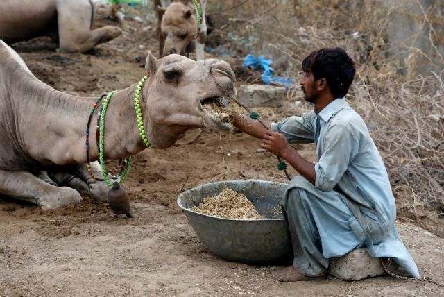 Η καμήλα στο Πακιστάν
