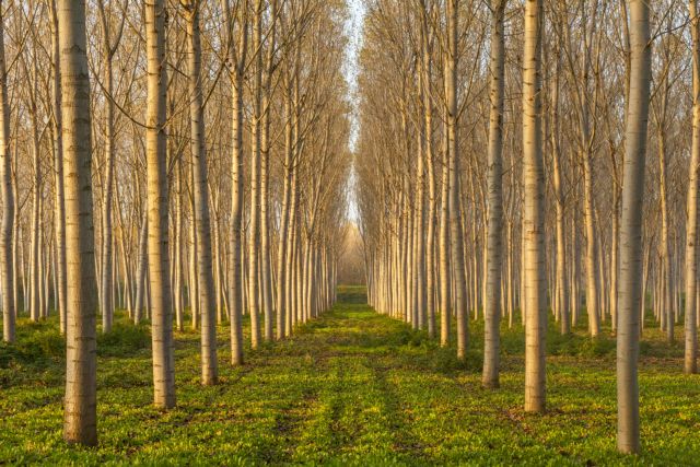 Μέτρα καταπολέμησης του εντόμου που προσβάλλει τη χλωρίδα της πόλης